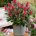 Buddleja Butterfly Candy ™ Ruby
