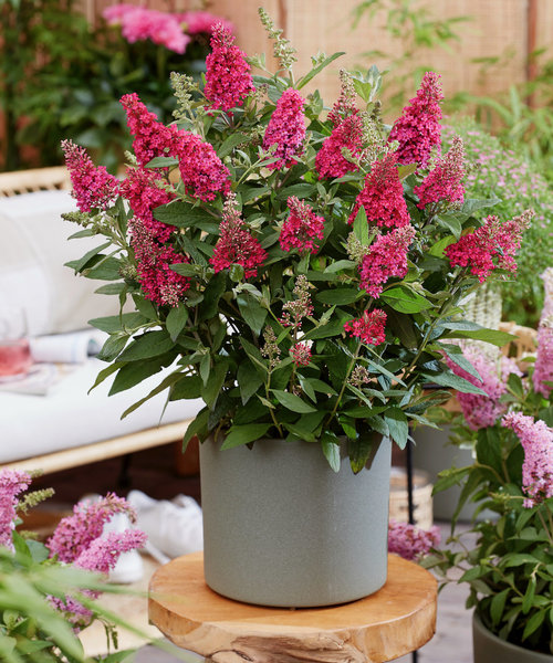 Buddleja Butterfly Candy ™ Buddleja Butterfly Candy ™ Ruby