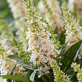 Buddleja Butterfly Candy ™ Buddleja Butterfly Candy White