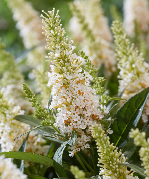 Buddleja Butterfly Candy ™ Buddleja Butterfly Candy White