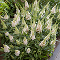 Buddleja Butterfly Candy ™ Buddleja Butterfly Candy White
