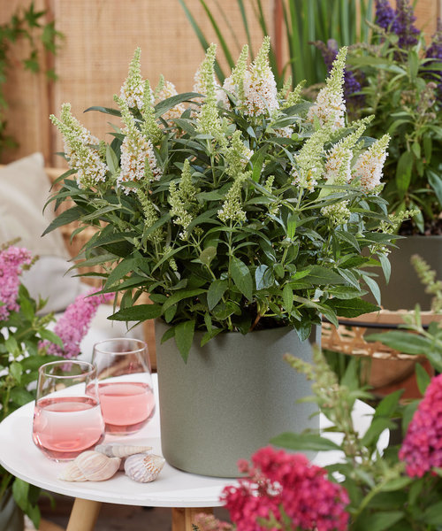 Buddleja Butterfly Candy ™ Buddleja Butterfly Candy White