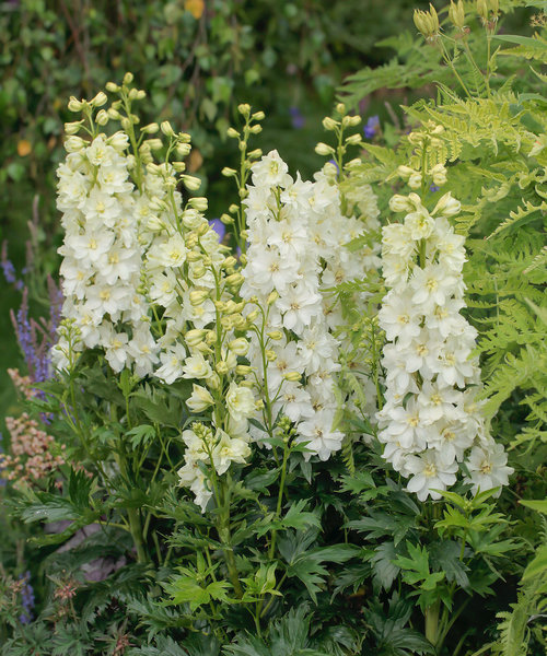 Delphinium Delgenius Delphinium Delgenius™ Neva