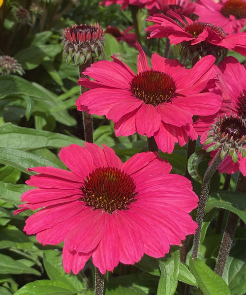 Echinacea SunSeekers Echinacea SunSeekers Carmine