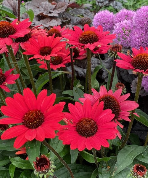 Echinacea SunSeekers Echinacea SunSeekers Scarlet