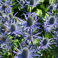 Eryngium Magical Blue Lagoon
