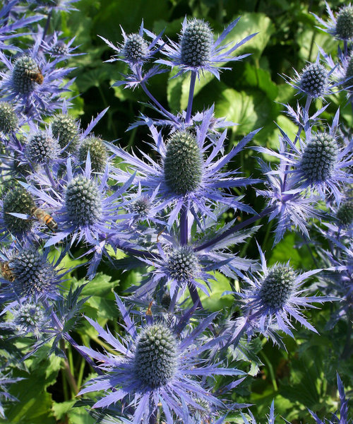 Eryngium Magical ™ Eryngium Magical ™ Blue Lagoon