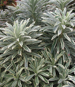 Euphorbia Silver Swan