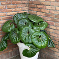 Farfugium Giganteum