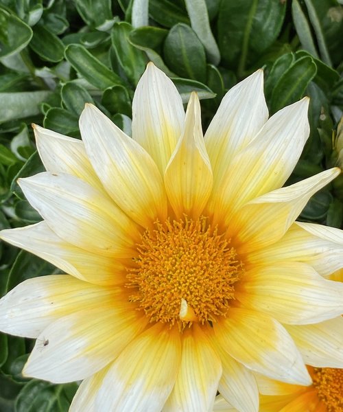 Gazania Giant Cream White