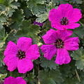 Geranium Guiseppii