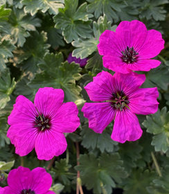 Geranium Guiseppii