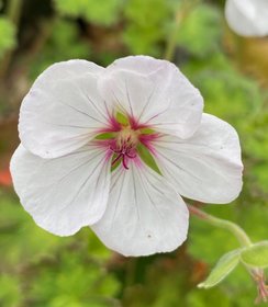 Geranium Coombland White