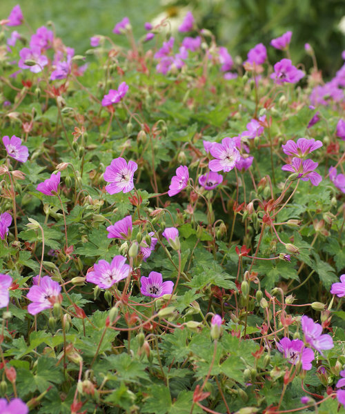 Geranium Kelly-Anne