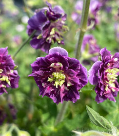 Geranium Joseph Green