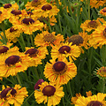 Helenium Sahin's Early Flowerer