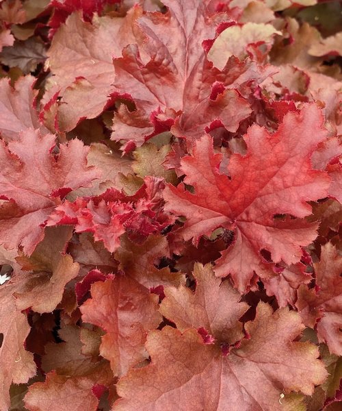 Heuchera Indian Summer Heuchera Cherryberry