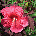 Hibiscus Carousel Pink Passion