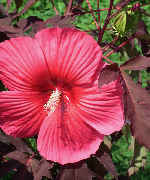 Hibiscus Carousel Pink Passion