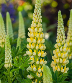 Lupine Lupinova™ Lenora