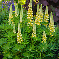 Lupine Lupinova Lupine Lupinova™ Lenora