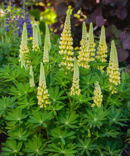 Lupine Lupinova Lupine Lupinova™ Lenora