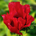 Papaver Red Rumble