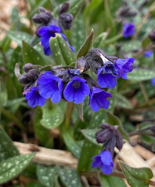 Pulmonaria Miss Elly