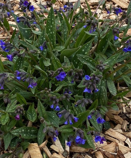 Pulmonaria Miss Elly