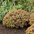 Sedum Coraljade
