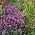 Stachys Summer Grapes