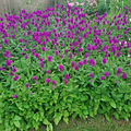 Stachys Summer Grapes