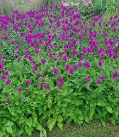 Stachys Summer Grapes