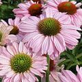 Echinacea SunSeekers Echinacea SunSeekers Blush