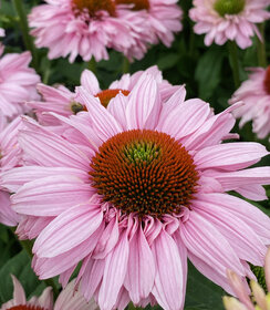 Echinacea SunSeekers Blush