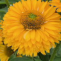 Echinacea SunSeekers Echinacea SunSeekers Golden Sun