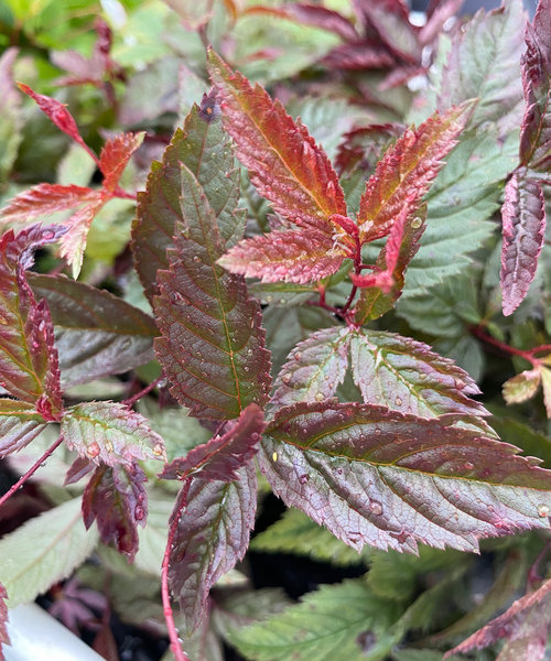 Gillenia Pink Profusion