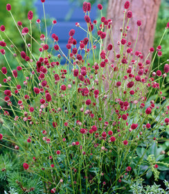 Sanguisorba Tanna