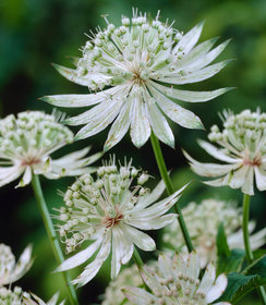 Astrantia Shaggy