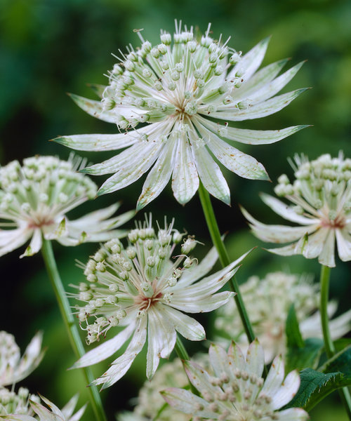 Astrantia Shaggy