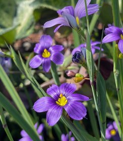 Sisyrinchium Lucerne