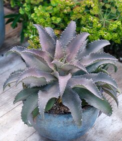 Mangave Mad About ™ Silver Fox