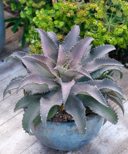 Mangave Mad About ™ Mangave Mad About ™ Silver Fox