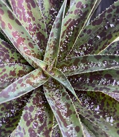 Mangave Mad About ™ Pineapple Express