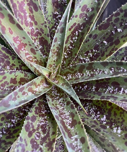 Mangave Mad About ™ Mangave Mad About ™ Pineapple Express