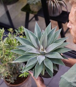 Mangave Mad About ™ Lavender Lady