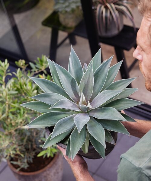 Mangave Mad About ™ Mangave Mad About ™ Lavender Lady