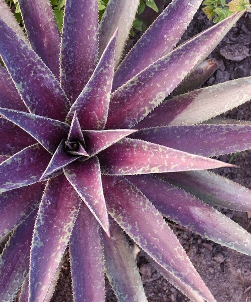 Mangave Mad About ™ Mangave Mad About ™ Blazing Saddles