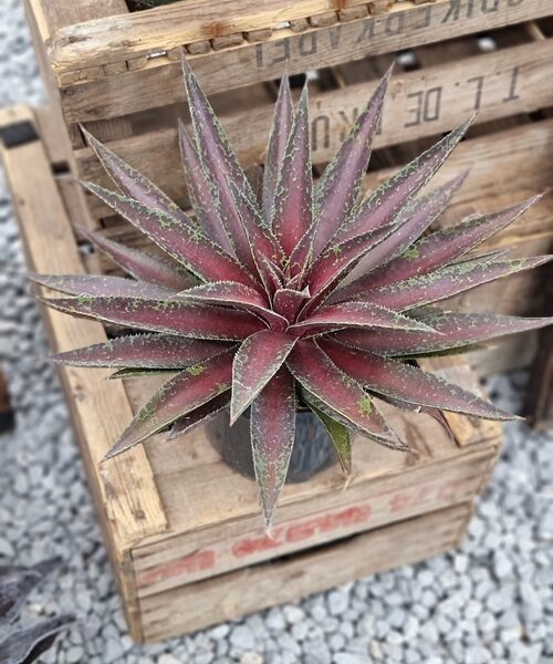 Mangave Mad About ™ Mangave Mad About ™ Blazing Saddles