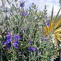 Teucrium Indyho